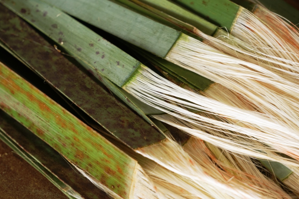 AllFlax: extracting the muka from the flax blades