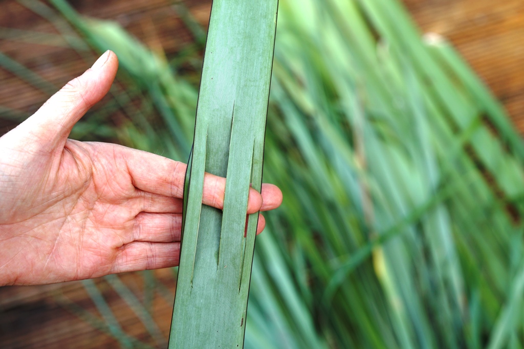 AllFlax: cutting the flax blades for weaving